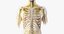 3D male skin skeleton nerves model