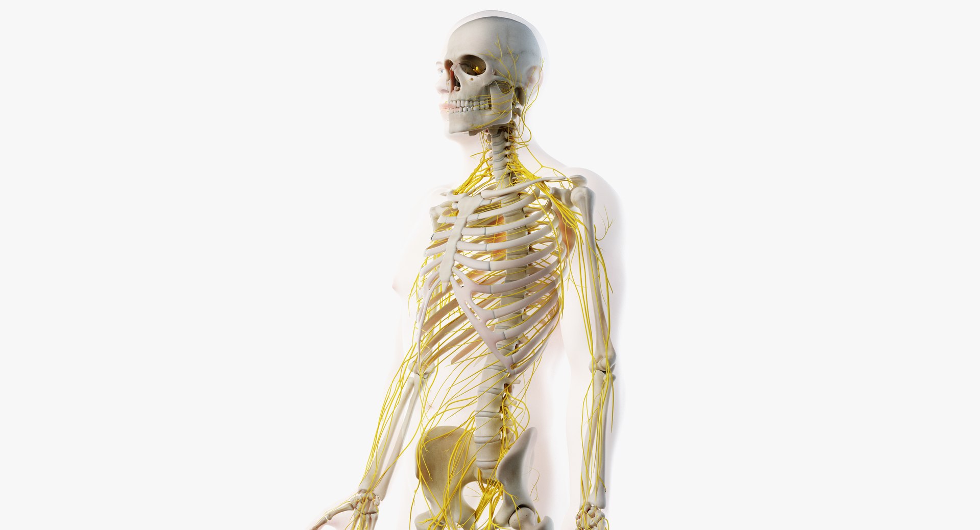 3D male skin skeleton nerves model - TurboSquid 1374701