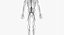 3D male skin skeleton nerves model
