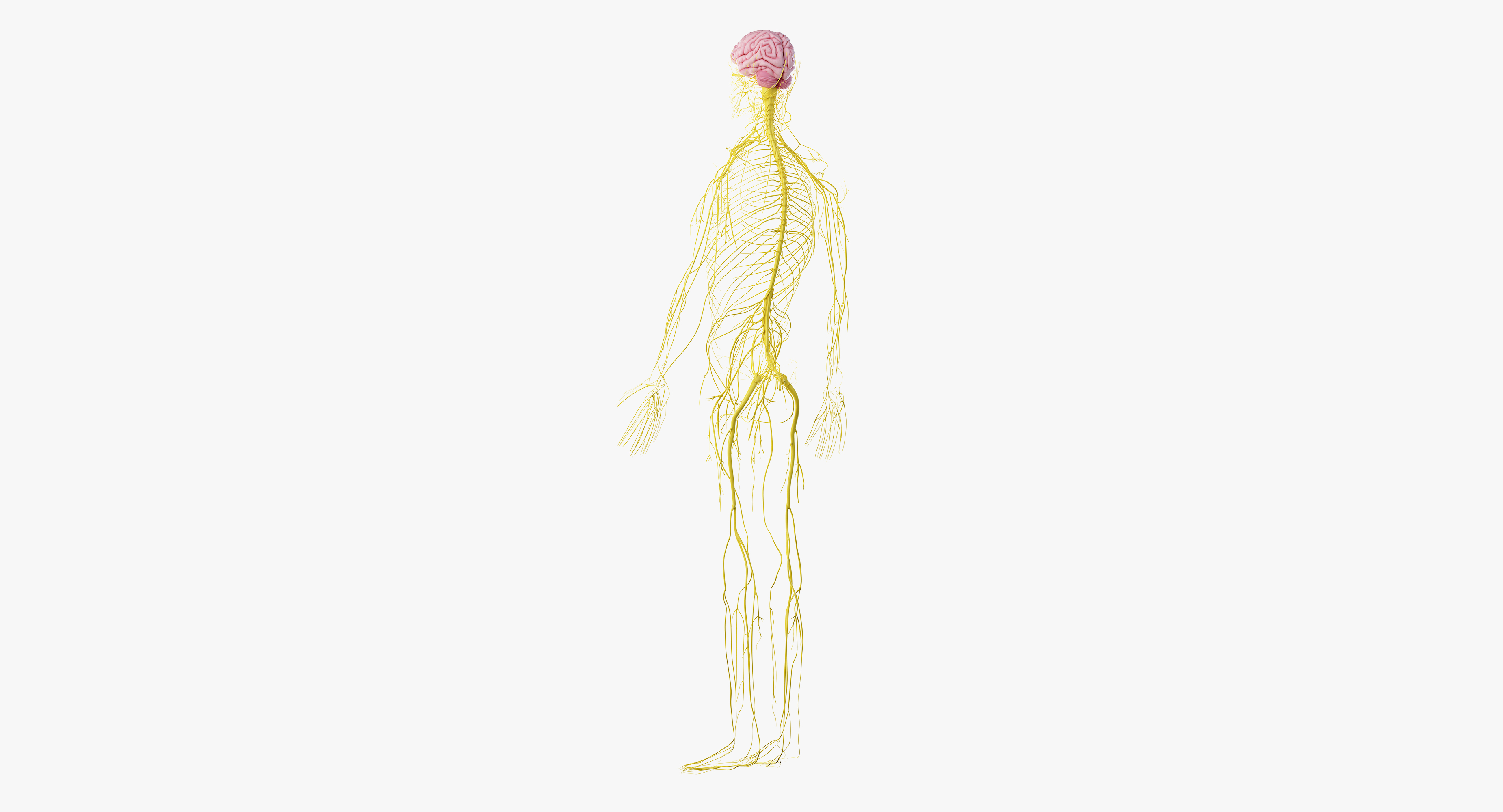 3D male skin skeleton nerves model - TurboSquid 1374701