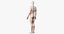 3D male skin skeleton nerves model