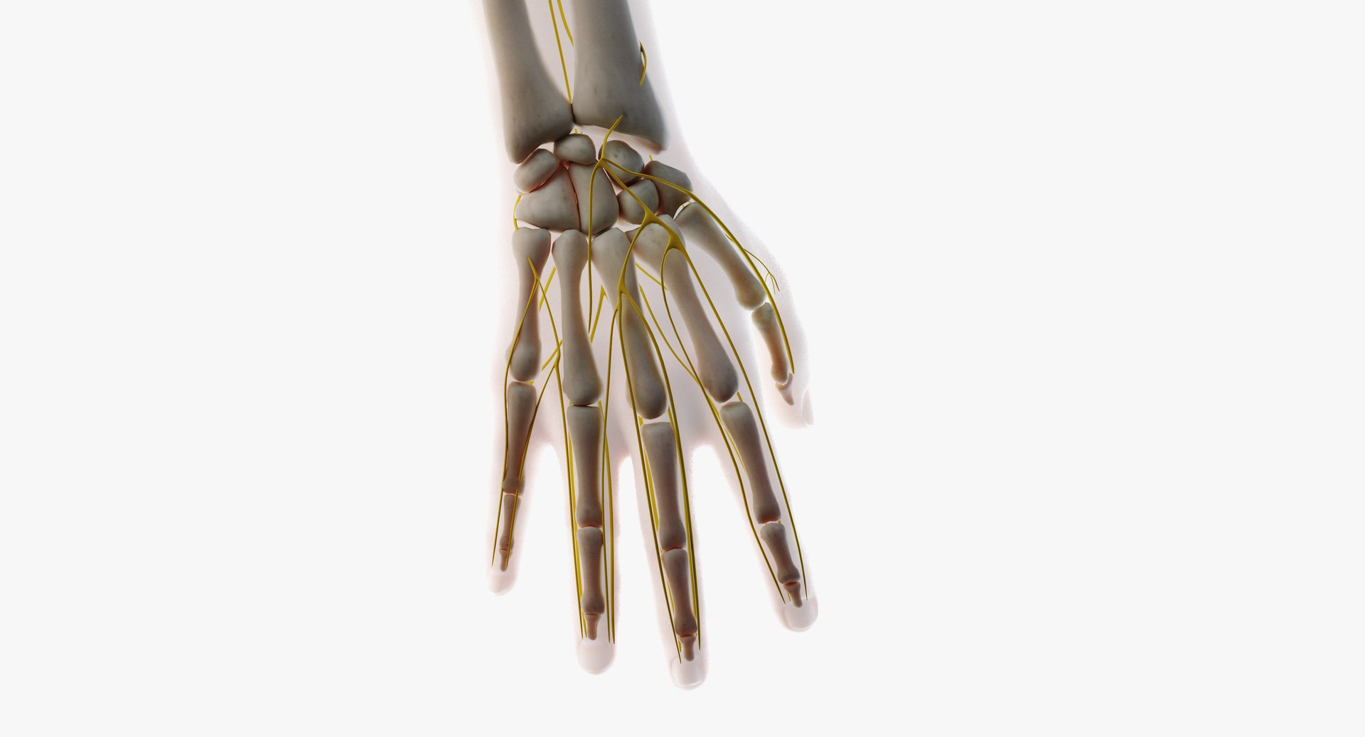 3D male skin skeleton nerves model - TurboSquid 1374701