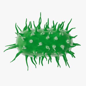 Bacteria