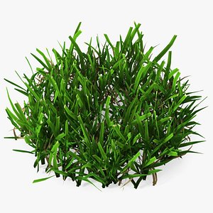 Grass Patch