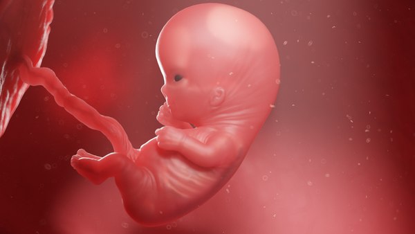 胎児の解剖学第11週静的3Dモデル - TurboSquid 1845206