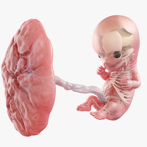 3D Fetus Anatomy Week 10 Static
