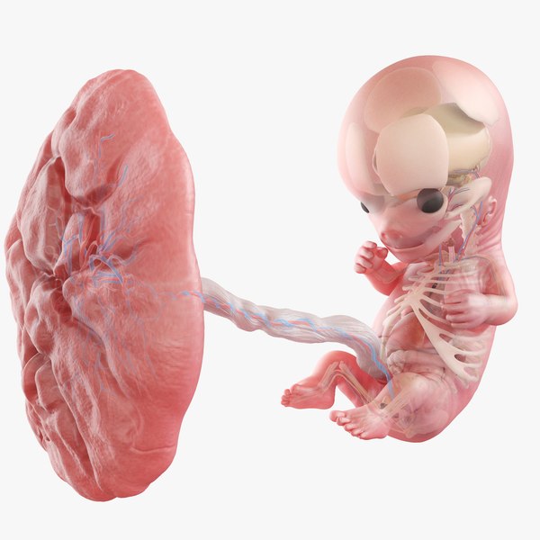 胎児の解剖学第11週静的3Dモデル - TurboSquid 1845206