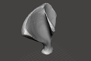 Scapula (pig)