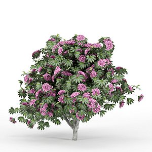 Rhododendron