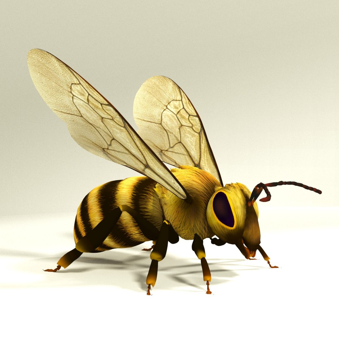 Honey Bee 3D Model - TurboSquid 1250814