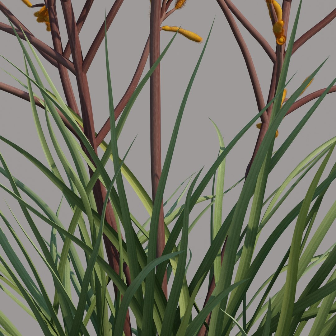 3D kangaroo paw anigozanthos https://p.turbosquid.com/ts-thumb/Ks/vl1cgH/0ou3wDOn/kangaroopawsanigoznthosharmony_006/jpg/1595290199/1920x1080/fit_q87/8e269b8e2fd71a00e831bbb97fef1d1ba81bf16f/kangaroopawsanigoznthosharmony_006.jpg