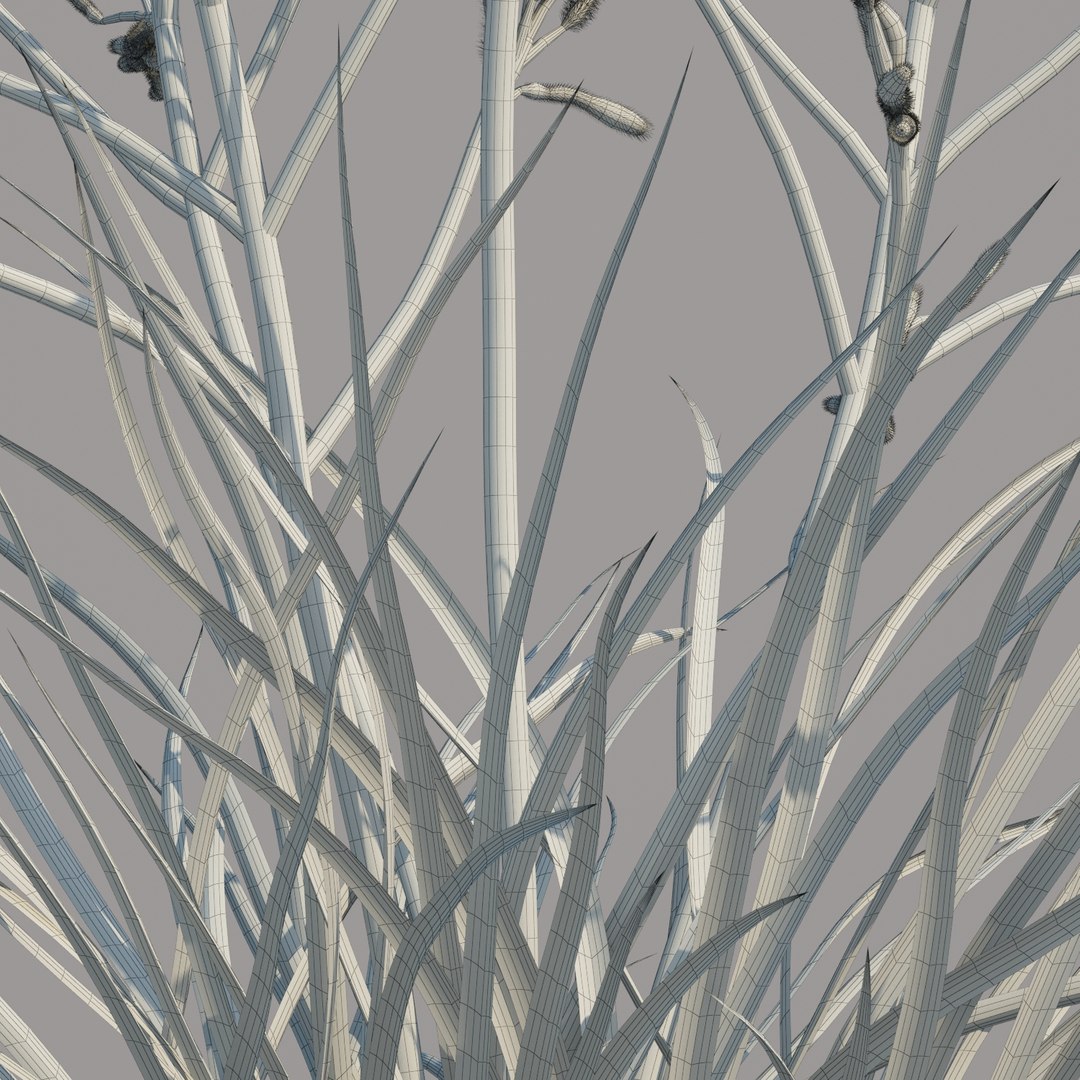 3D kangaroo paw anigozanthos https://p.turbosquid.com/ts-thumb/Ks/vl1cgH/XFNHtC3I/kangaroopawsanigoznthosharmony_007/jpg/1595290215/1920x1080/fit_q87/7ba8931932873280a482ae84d446e9ac251837db/kangaroopawsanigoznthosharmony_007.jpg