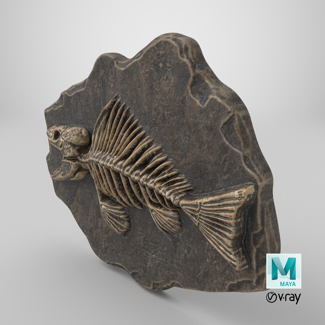 Prehistoric Fish Skeleton Fossil 020 Textured 3D model https://p.turbosquid.com/ts-thumb/Kt/98jsJ5/Ho/stemcell_maya_vray_render/png/1731437022/1920x1080/fit_q87/5a1648b45988bd14e17138fccdbc97a6f0b6f9ee/stemcell_maya_vray_render.jpg