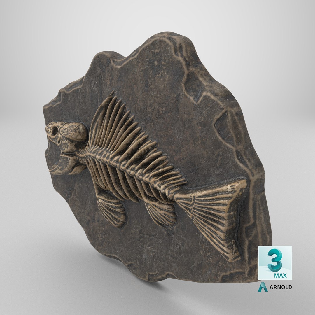 Prehistoric Fish Skeleton Fossil 020 Textured 3D model https://p.turbosquid.com/ts-thumb/Kt/98jsJ5/rD/stemcell_max_arnold_render/png/1731437030/1920x1080/fit_q87/a0c85691e861d6ed0472053f532e57d0ddcfc4ce/stemcell_max_arnold_render.jpg
