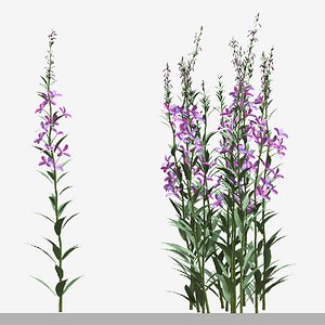 Set of Epilobium Angustifolium or Willow Herb Plant