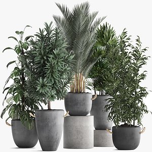 collection of plants in concrete pots with bamboo monstera palm 413