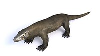 Komodo Dragon