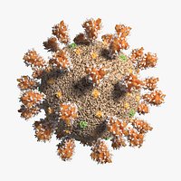 Coronavirus  Sars-CoV-2