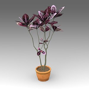 3d codiaeum pictum plant house model