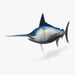 Blue Marlin