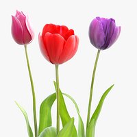 Tulip Flowers