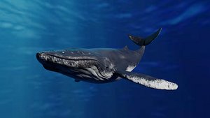 3D Humpback Whale Animated