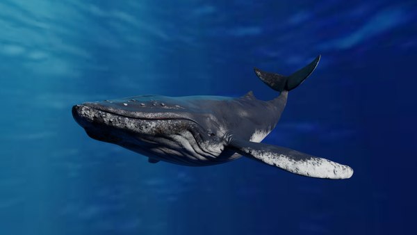 3d Humpback Whale Animated - Turbosquid 1944545