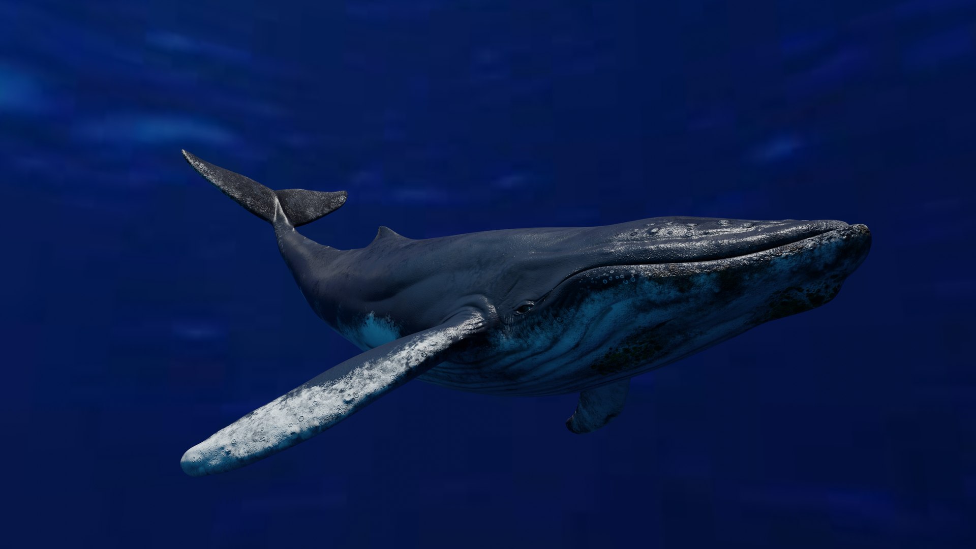 3D Humpback Whale Animated - TurboSquid 1944545