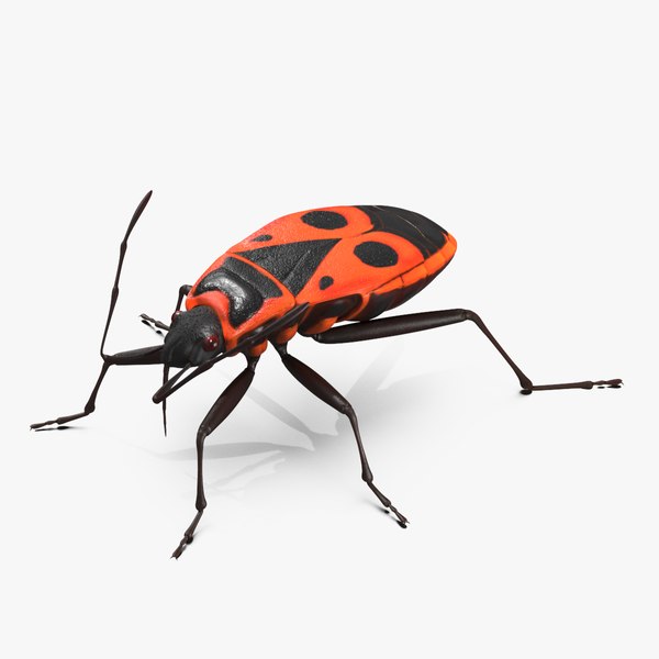modelo 3d Insecto Firebug Pyrrhocoris Apterus Rojo Negro Aparejado ...