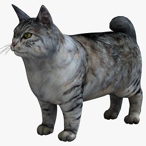kurilian bobtail cat 3d max