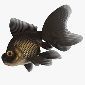 3D Black Goldfish Telescope veiltail Fish