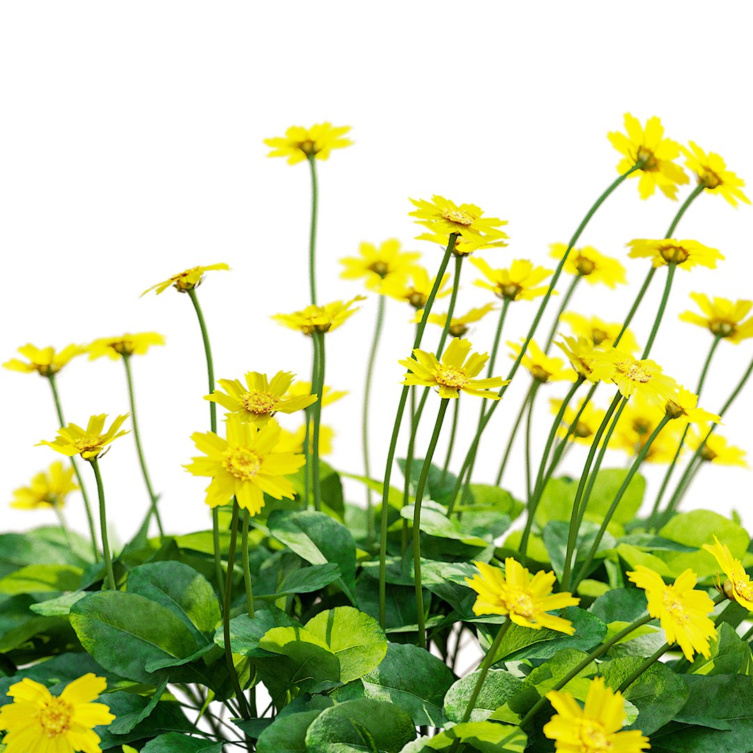 3D Coreopsis Auriculata Nana Flower Model TurboSquid 2186594