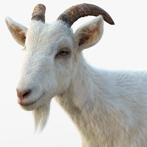 3D White Goat  RIG  Xgen-Core