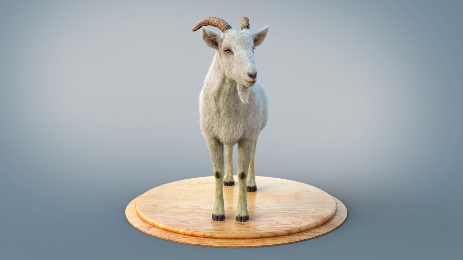 3D White Goat RIG Xgen-Core - TurboSquid 2397388