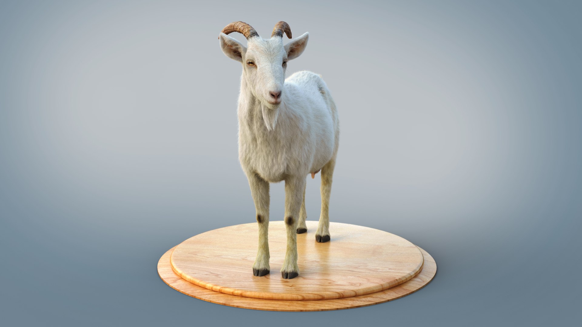 3D White Goat RIG Xgen-Core - TurboSquid 2397388