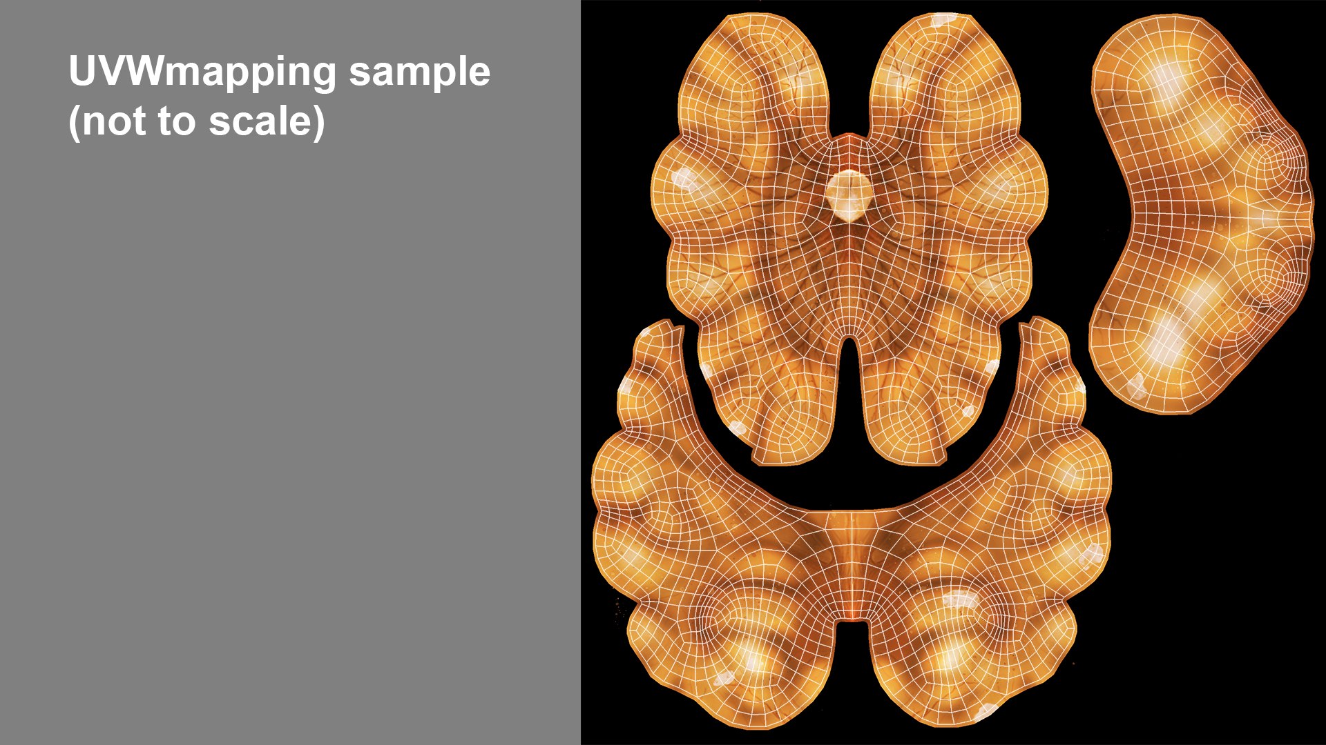 3D Model Walnut - TurboSquid 2186907