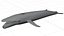 Whale 3D Model 3D model
