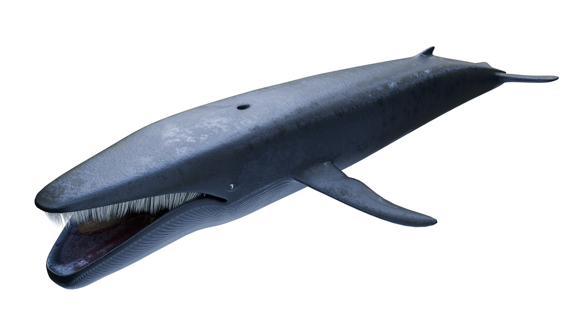 Whale 3D Model 3D model https://p.turbosquid.com/ts-thumb/Ku/RL687i/QL/product_image_1/png/1759986203/1920x1080/fit_q87/7f5320517f2230827207c23a0efcadf8d3443bab/product_image_1.jpg
