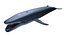 Whale 3D Model 3D model