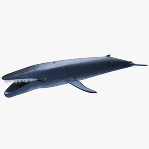 Whale 3D Model 3D model