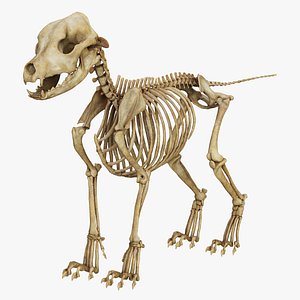 Dog Puppy Skeleton