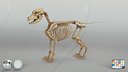 Dog Puppy Skeleton