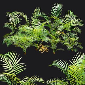3D Areca palm collection vol 256-3dmodel-3dsmax-Blender