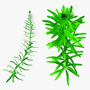 3D hydrilla plant