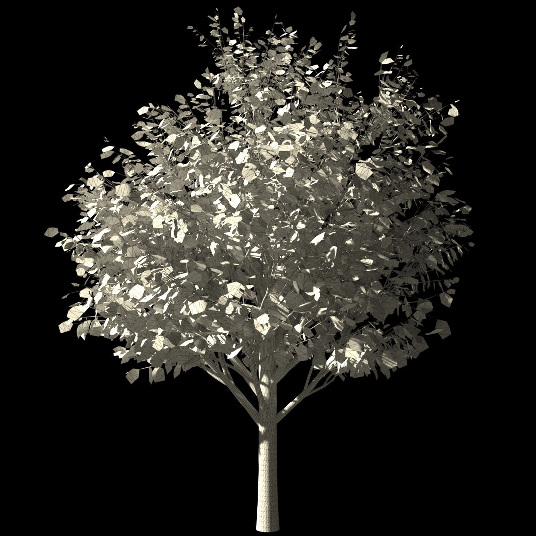 3d Model Of Autumn Acer Tree Animation