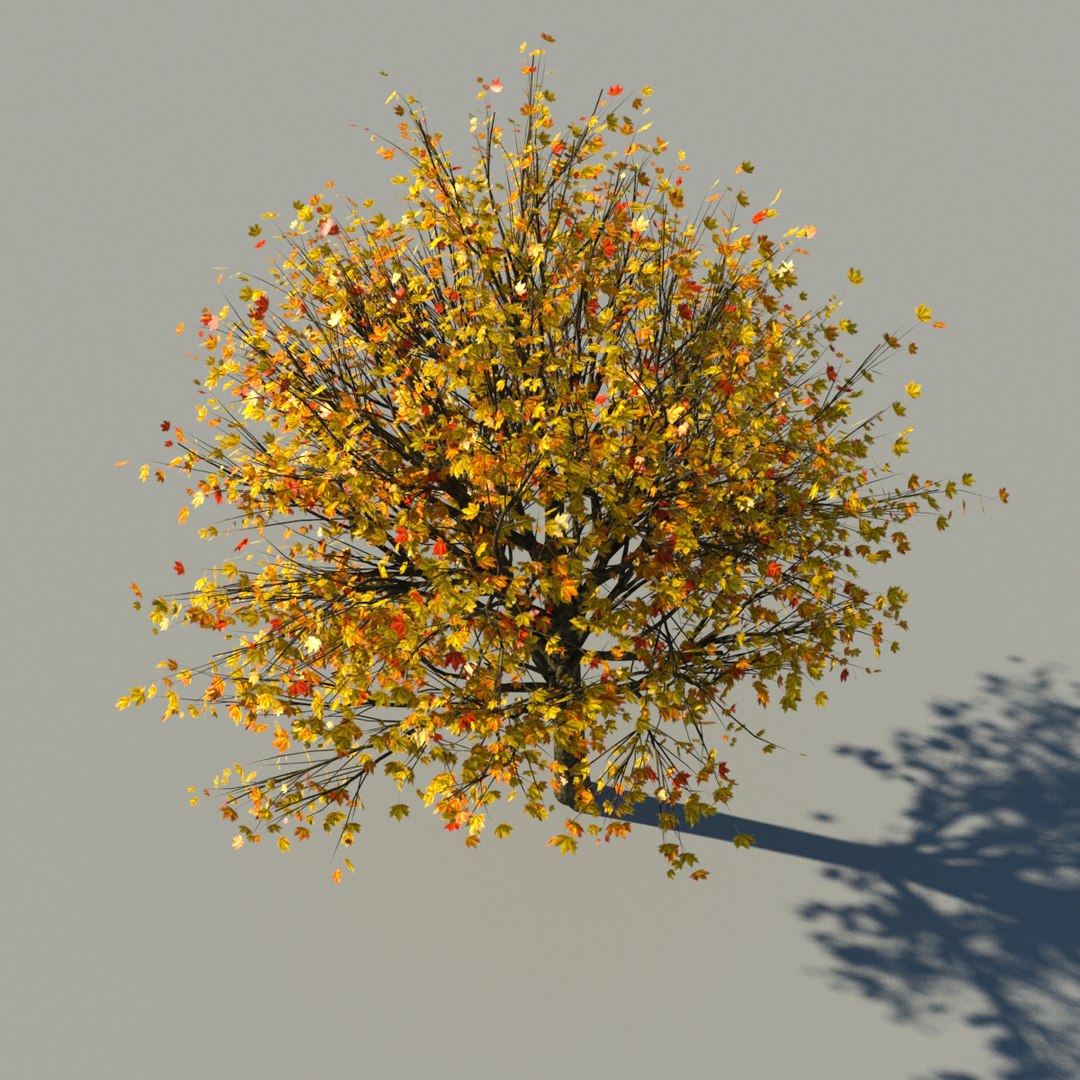 3d Model Of Autumn Acer Tree Animation