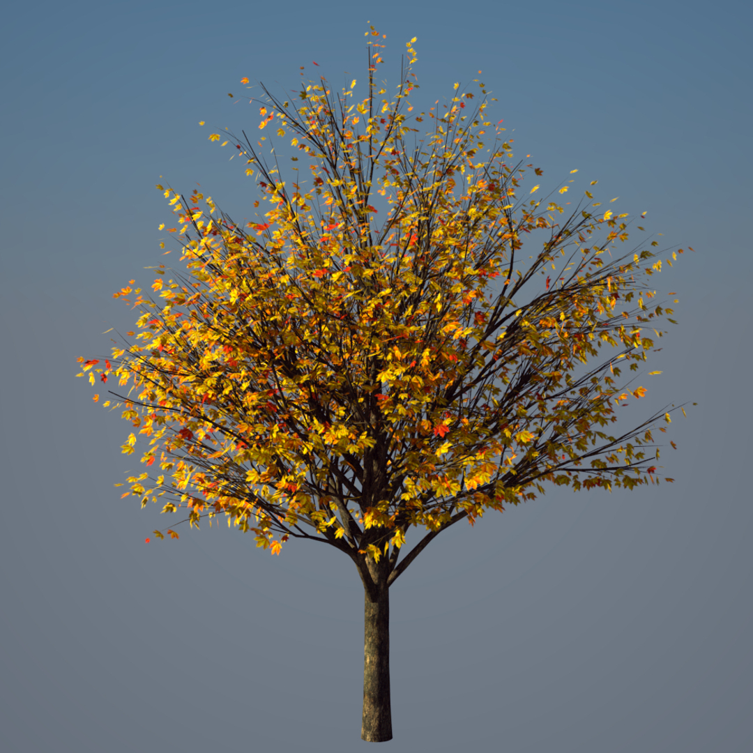 3d Model Of Autumn Acer Tree Animation