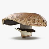 Portobello Mushroom 2 - 3D Scanned