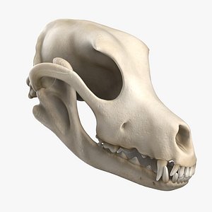 Dog Skull Textured