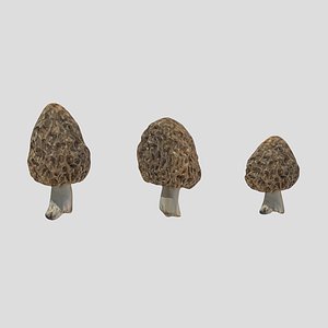Morchella Mushroom Low Poly 3D model